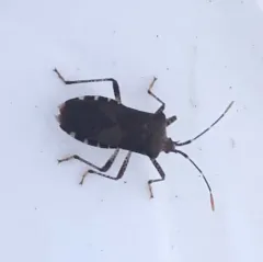 Horned Squash Bug thumbnail 1