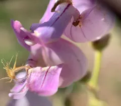 Palmer's penstemon thumbnail 2