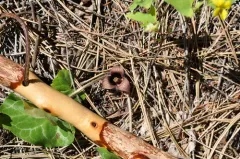 Hartweg's wild ginger thumbnail 4