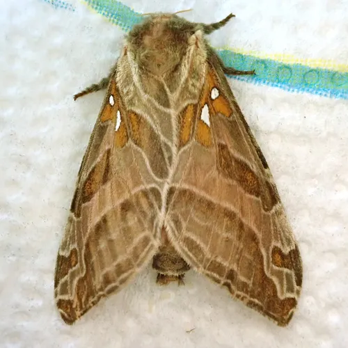 Silver-spotted Ghost Moth