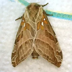Silver-spotted Ghost Moth thumbnail 1