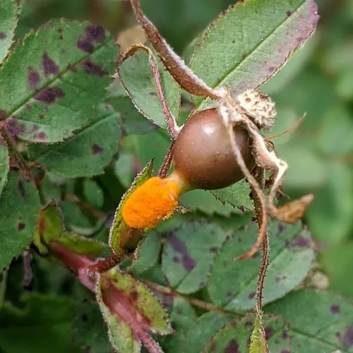Burnet Rose Rust