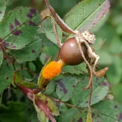 Burnet Rose Rust thumbnail 1