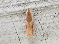 Ancylis fuscociliana thumbnail 1