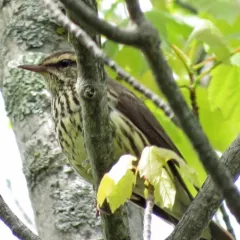 Northern Waterthrush thumbnail 2