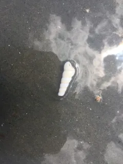 Tachyrhynchus erosus thumbnail 2