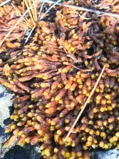 Turgid Scorpion Moss thumbnail 2