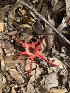 devil's-fingers thumbnail 3