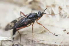 Xylophagus decorus thumbnail 2