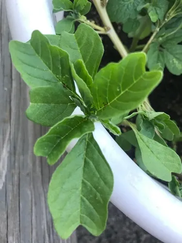 purple amaranth