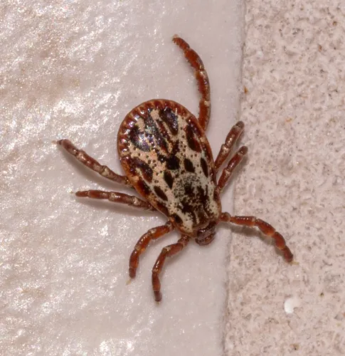 Rocky Mountain Wood Tick