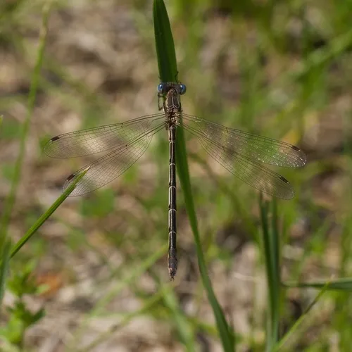 Southern Spreadwing