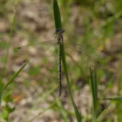 Southern Spreadwing thumbnail 1