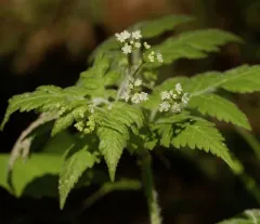 hairy sweet cicely thumbnail 5