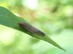 Ponana puncticollis thumbnail 2