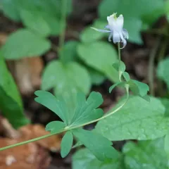 Small-flower Columbine thumbnail 3