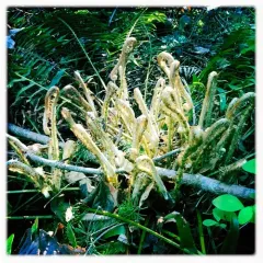 western sword fern thumbnail 2