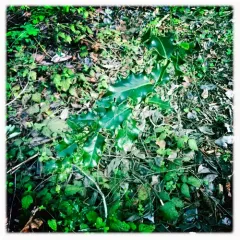European holly thumbnail 3