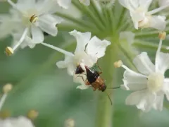 Pelecomalium testaceum thumbnail 2