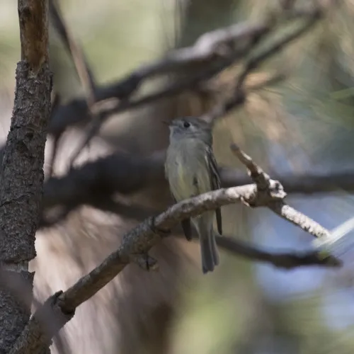 Hammond's Flycatcher