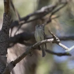 Hammond's Flycatcher thumbnail 1