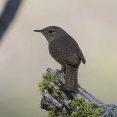 Northern House Wren thumbnail 2
