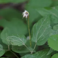 Purple Clematis thumbnail 3