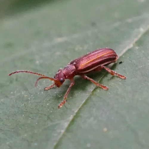 Syneta hamata