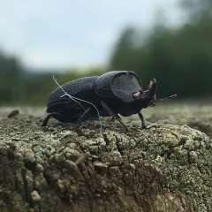 Rugose Stag Beetle thumbnail 2