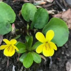 western roundleaf violet thumbnail 3