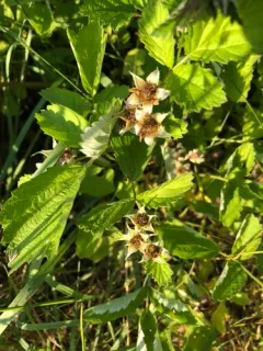 small-leaf bramble thumbnail 2