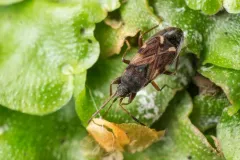 Scolopostethus diffidens thumbnail 2