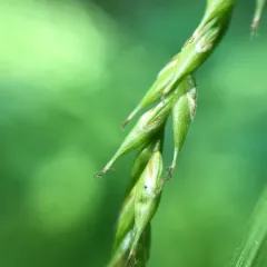 white-edge sedge thumbnail 2