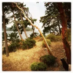 Pacific madrone thumbnail 3