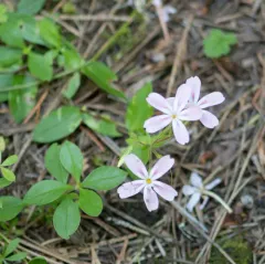 northern phlox thumbnail 2