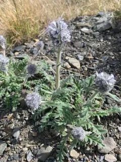 Coffee Creek Scorpionweed thumbnail 2