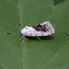 Small Bird-dropping Moth thumbnail 4