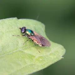 Broad Centurion Fly thumbnail 2