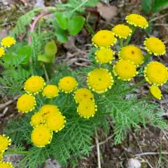 dune tansy thumbnail 4