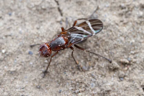 Tritoxa cuneata