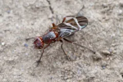 Tritoxa cuneata thumbnail 1