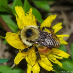 Red-belted Bumble Bee thumbnail 2