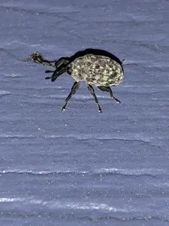 Rhyssomatus palmacollis thumbnail 2
