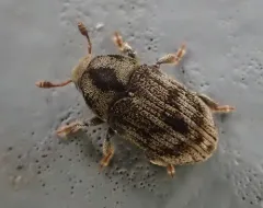 Eastern Ash Bark Beetle thumbnail 2