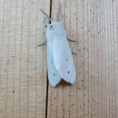 Virginian Tiger Moth thumbnail 2