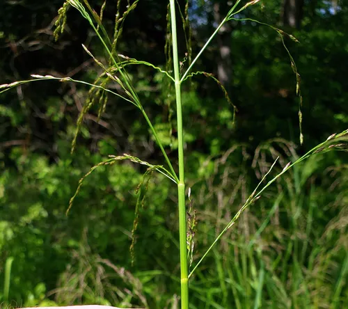 American manna grass
