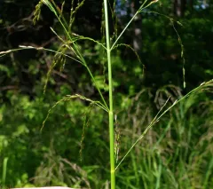American manna grass thumbnail 1