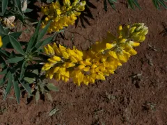 Sabin's Lupine thumbnail 3