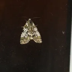 Owl-eyed Bird Dropping Moth thumbnail 2