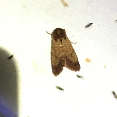 Rosewing Moth thumbnail 4